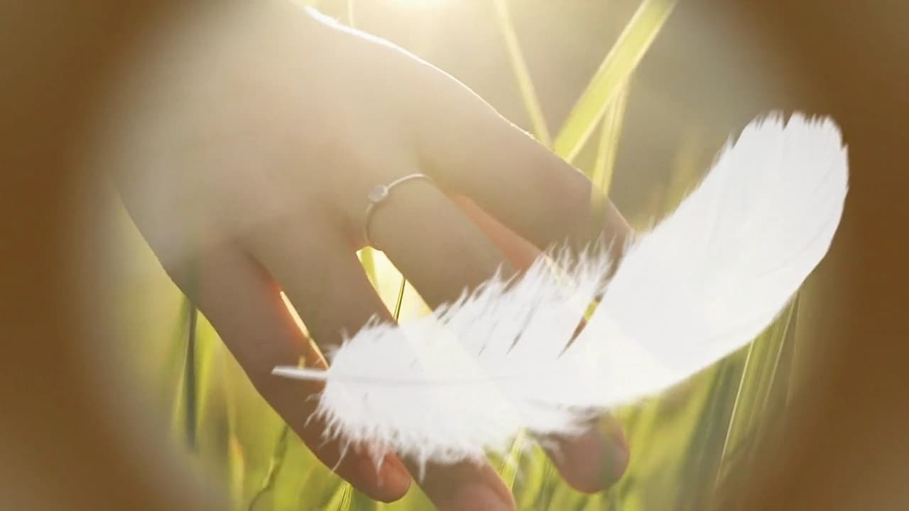 Eine weisse Feder liegt auf einer Hand zwischen Grashalmen im Gegenlicht.